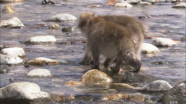 日本长野县雅利阁山，两只日本猕猴在浅水中寻找食物时发生轻微冲突视频素材