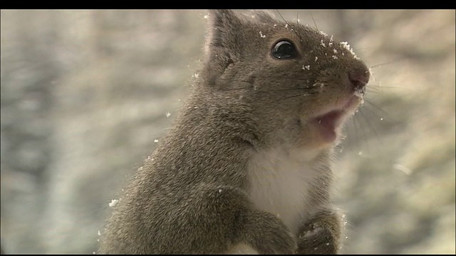 警惕的松鼠在雪地里啃食食物，日本长野Yatsugatake视频素材