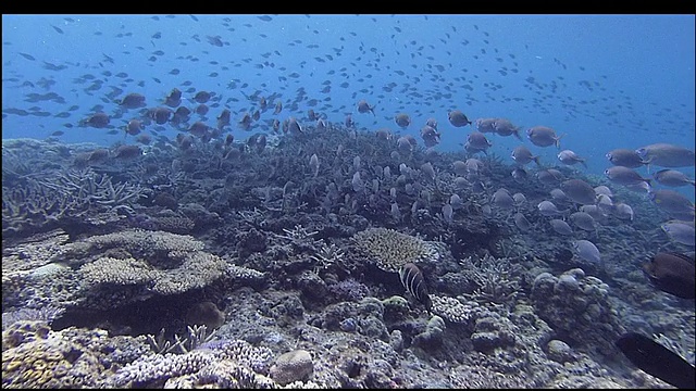 鱼群飞掠在蓝色的海底，克拉马群岛，日本冲绳县，潜水拍摄视频素材