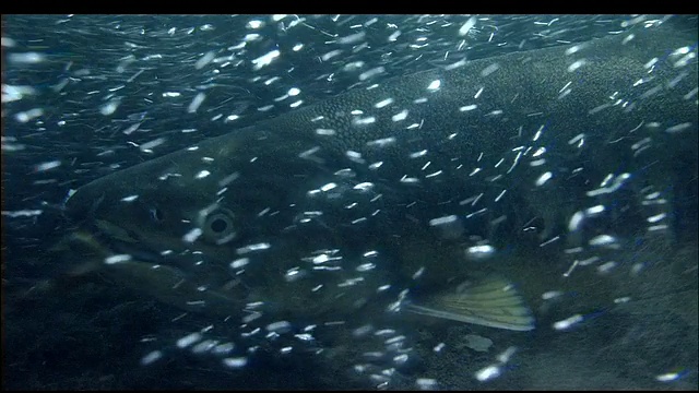 沿着鲑鱼从尾鳍到头部的轨迹，知床，北海道，日本，潜水射击视频素材