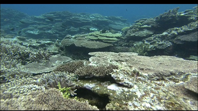 追踪在冲绳克拉马群岛海底珊瑚间游动的鱼视频素材