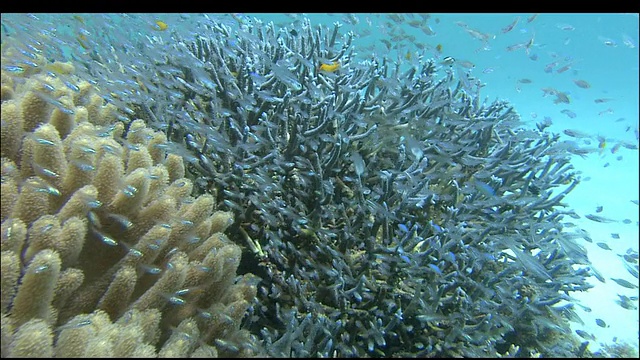 随着鱼群游过珊瑚礁，克拉马群岛，冲绳，日本，潜水拍摄视频素材