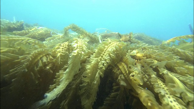 在日本北海道知床的海草上向前追踪，潜水拍摄视频素材