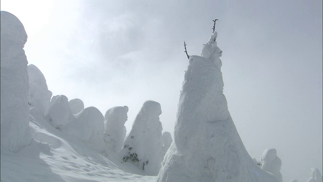 潘在白雪皑皑的山坡上把冰冻的树木(“冰怪”)留给了苍白的冬日阳光视频素材