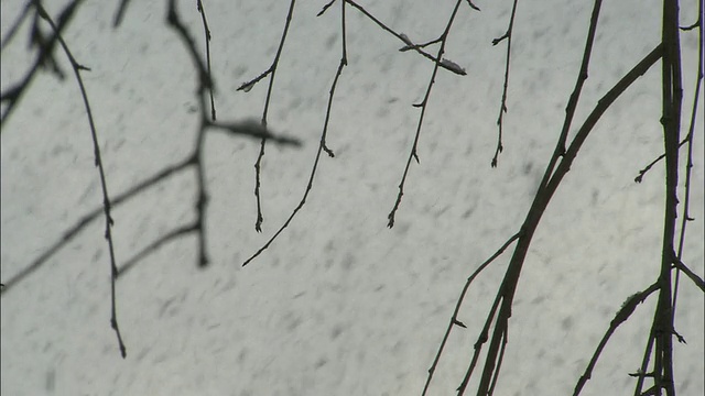 大雪落下时前景中光秃秃的树枝视频素材