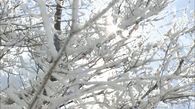 阳光透过白雪覆盖的树枝，在微风中轻轻摇曳视频素材