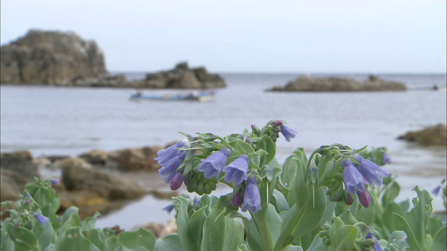 日本风信子在岸边，后面是岩石海岸视频素材