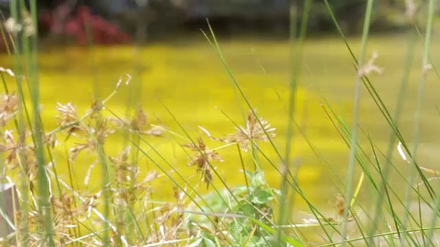 芦苇和草附近的湖- Zoom和Pan视频素材