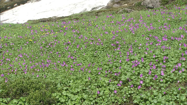 北海道花大雪山火山群视频素材