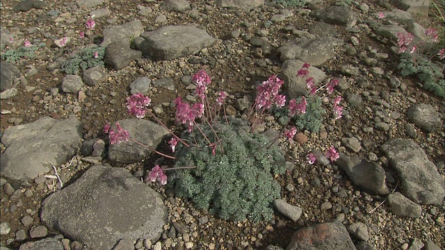 北海道花大雪山火山群视频素材