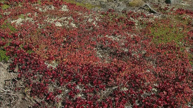 北海道花大雪山火山群视频素材