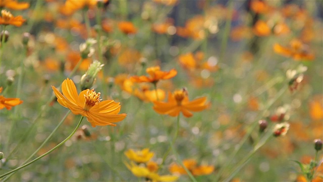 黄色和橙色的宇宙花在花园里蜿蜒视频素材