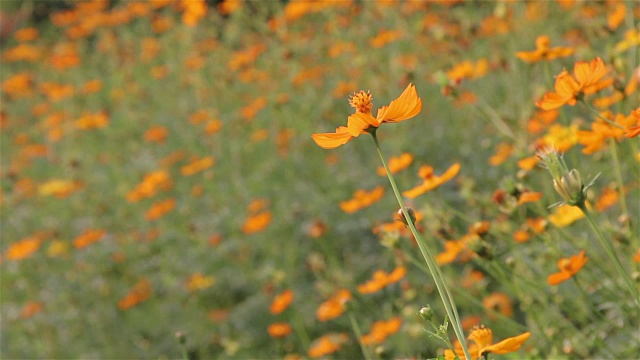 黄色和橙色的宇宙花在花园里蜿蜒视频素材