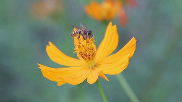 蜜蜂忙着从花中吸取花蜜视频素材