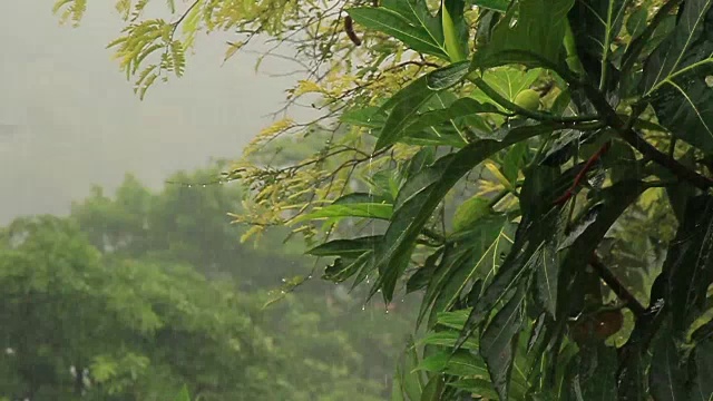 热带倾盆大雨视频素材