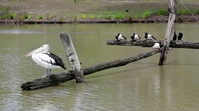 湖中圆木上的鹈鹕和鸭子视频下载