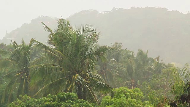 热带雨林视频下载