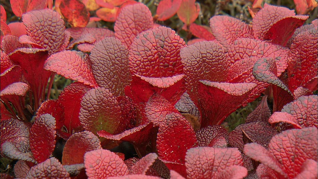 北海道花大雪山火山群视频素材