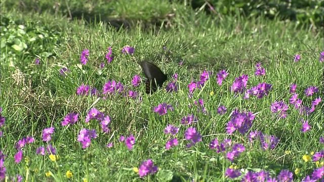 北海道花大雪山火山群视频素材