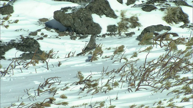 北海道大辅suzan火山群视频素材