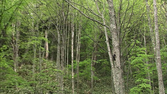 北海道大舍山火山群黑啄木鸟视频素材