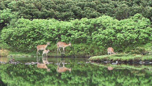 北海道依佐鹿大雪山火山群视频素材