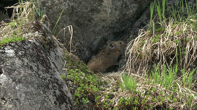 皮卡Daisetsuzan Volcanic Group Hokkaid_视频素材