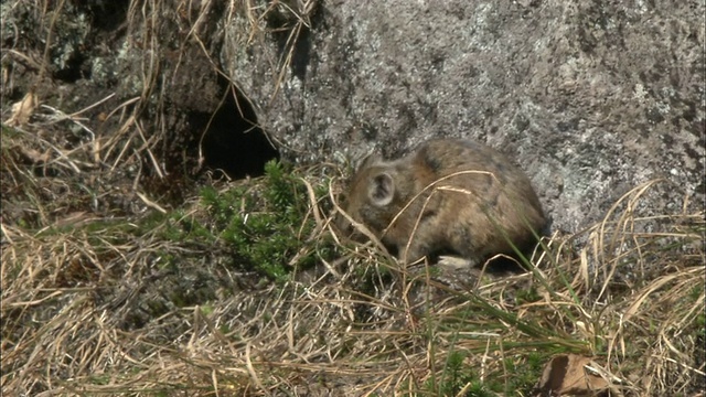 皮卡Daisetsuzan Volcanic Group Hokkaid_视频素材