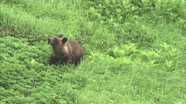 北海道大舍山火山群视频素材