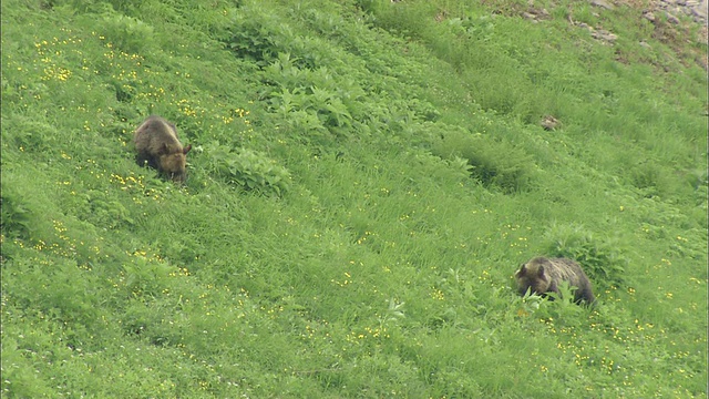 北海道大舍山火山群视频素材