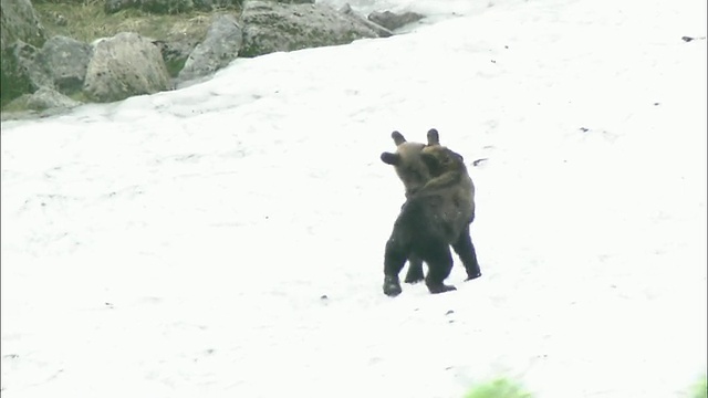 北海道大舍山火山群视频素材