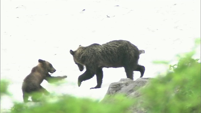 北海道大舍山火山群视频素材