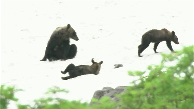 北海道大舍山火山群视频素材