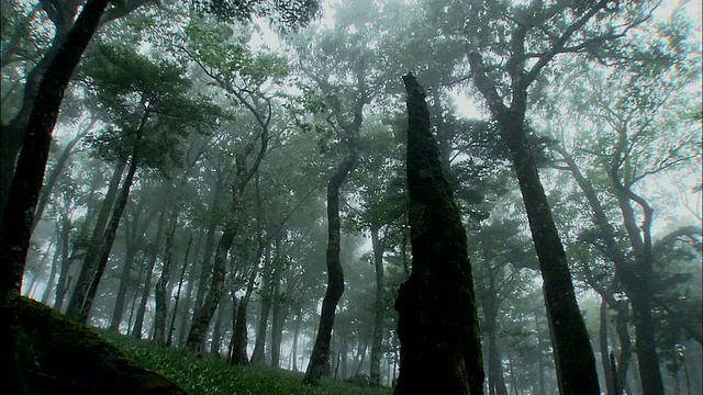 奈良_daigahara雨视频素材