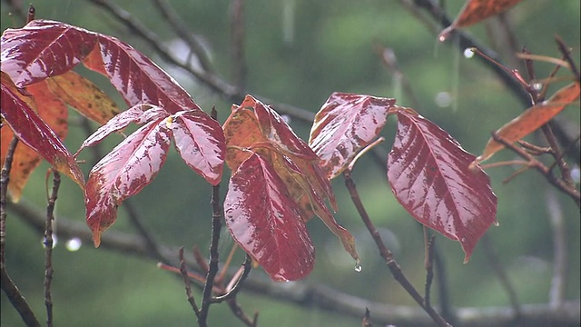 Rain_daigahara奈良视频素材