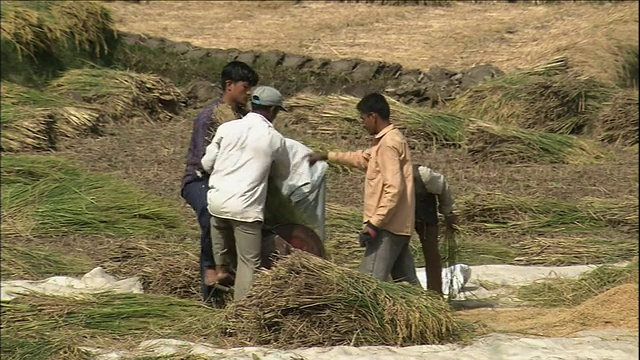 农民用脚踏机砍伐植被视频素材