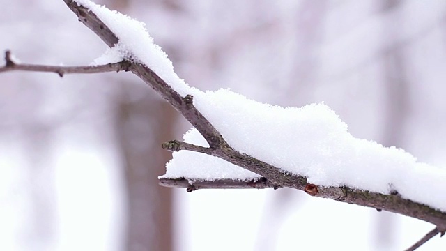 白雪覆盖的分支。视频素材