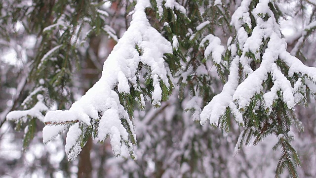 白雪覆盖的木头。冬季森林。视频素材