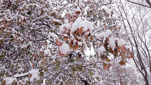 树叶在雪地里。视频素材