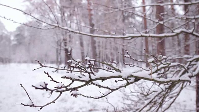 雪落在树枝上。视频素材