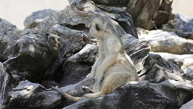 警惕的猫鼬(Suricata suricatta)坐在树上守卫，高清广角视图视频素材