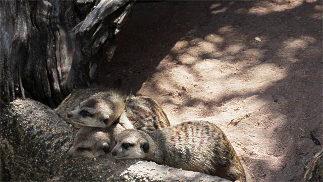 一群猫鼬(Suricata suricatta)睡在木材上，宽视角高清视频素材