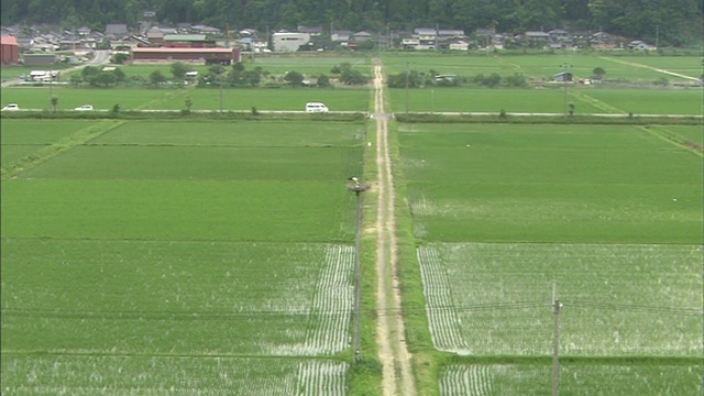 稻田长镜头潘左放大到鹳巢视频素材