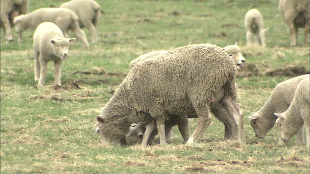 Sheep_grazing /岩手县视频素材