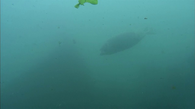 北海道鄂霍茨克的斑点海豹漂流冰海视频素材