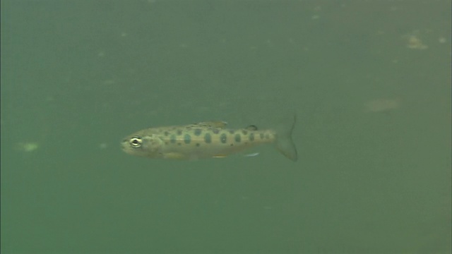 Seema (Masu salmon, Oncorhynchus masou masou) /潜水射击/ Toya湖/北海道视频素材