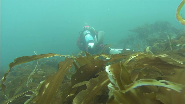 海底森林/潜水拍摄/知床子/北海道视频素材