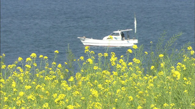 海边野地芥末中等剂量视频素材