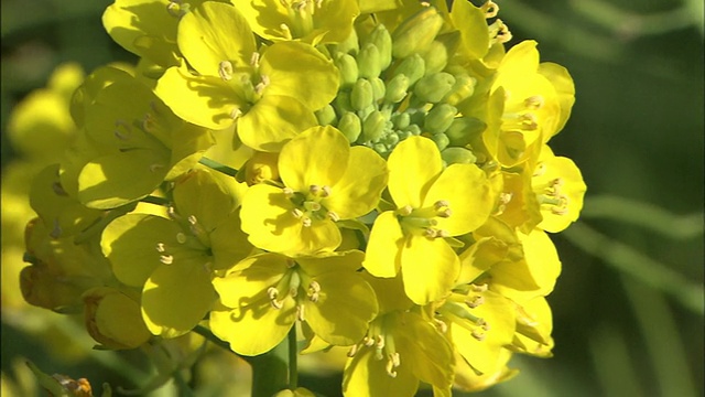 冰冻的泥土和下垂的花朵盘起视频素材