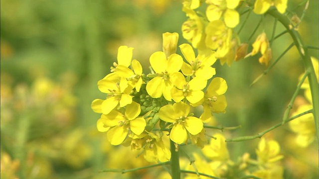 交叉路口;潘右4000田芥菜花视频素材